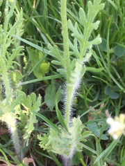 Papaver argemone