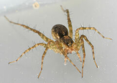 Pardosa pauxilla