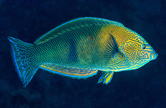 Anampses geographicus