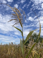 Phragmites