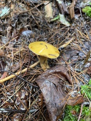 Hydnum umbilicatum