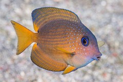 Ctenochaetus binotatus