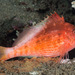 Lyretail Hawkfish - Photo (c) François Libert, some rights reserved (CC BY-NC-SA), uploaded by François Libert