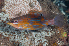 Anyperodon leucogrammicus