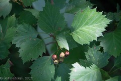 Crataegus macrosperma