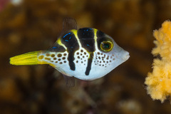 Paraluteres prionurus