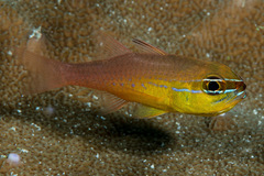 Ostorhinchus apogonoides