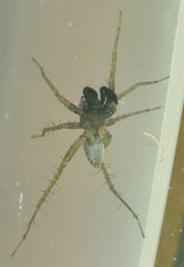 Pardosa pauxilla