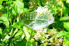 Protogoniomorpha parhassus