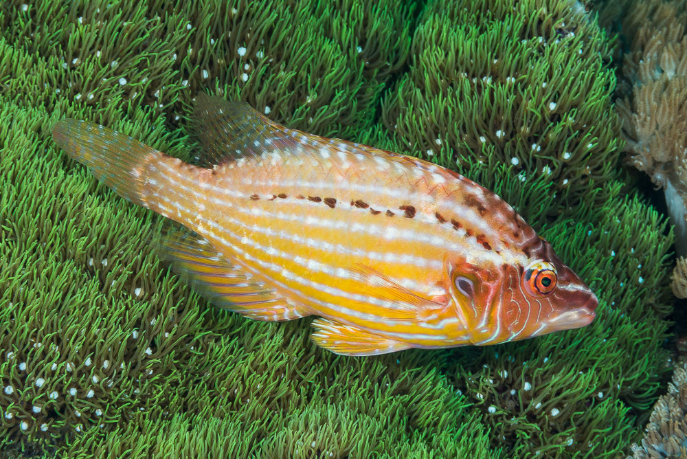 Cockerel Wrasse