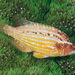 Cockerel Wrasse - Photo (c) François Libert, some rights reserved (CC BY-NC-SA), uploaded by François Libert