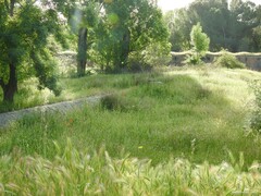 Hordeum murinum leporinum
