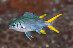 Chromis xanthura