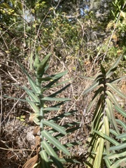 Euphorbia lathyris