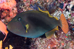 Melichthys vidua