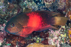 Labracinus cyclophthalmus