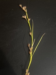 Rhynchospora glomerata