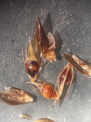 Rhynchospora glomerata