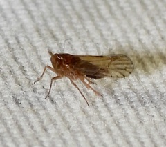 Delphacidae