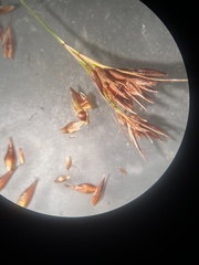 Rhynchospora glomerata