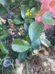 Diplocarpon rosae