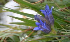 Gentiana septemfida
