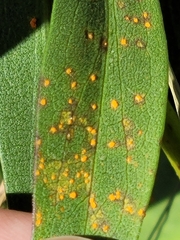 Coleosporium solidaginis