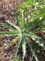 Cirsium acaule