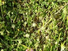 Trifolium cherleri