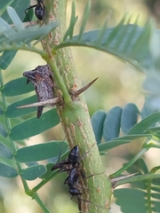 Camponotus compressus