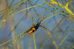 Dendrobias mandibularis
