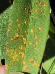 Coleosporium solidaginis