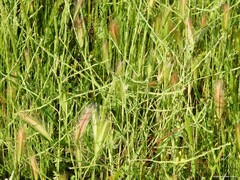 Hordeum murinum leporinum