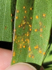 Coleosporium solidaginis