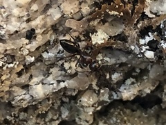 Myrmentoma