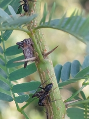 Camponotus compressus
