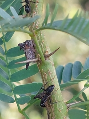 Camponotus compressus