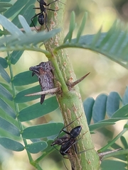 Camponotus compressus