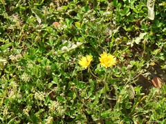 Plantago coronopus