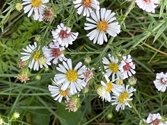 Symphyotrichum pilosum