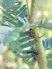 Camponotus compressus