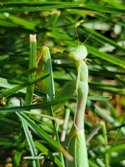 Mantidae