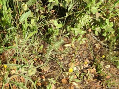 Andryala integrifolia