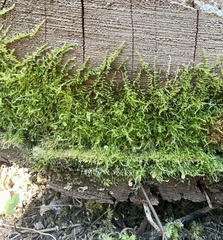 Homalothecium nuttallii