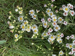 Symphyotrichum pilosum