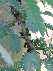 Camponotus compressus