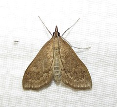 Saucrobotys futilalis