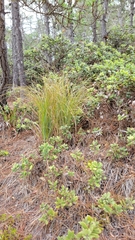 Xerophyllum tenax