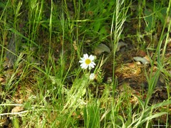 Anthemis arvensis