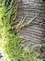 Homalothecium nuttallii